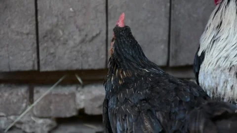 A group of black, white and patterned chickens stands and moves together 스톡 동영상 343310470