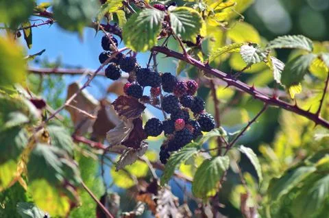 Group of blackberries 스톡 사진