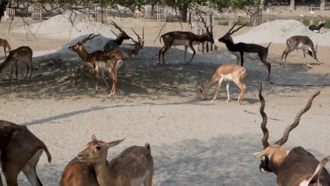 Group of Blackbucks Grazing and Roaming in Wildlife Sanctuary Stock Footage 320362909