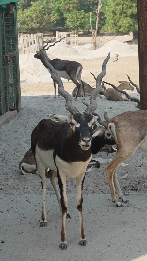 Group of Blackbucks Standing and Walking Inside Wildlife Sanctuary Stock Footage 320362914