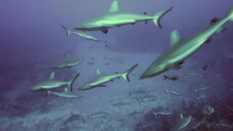 A group of blacktip Gray Reef Shark underwater swim in blue waters in Tuamotu. 動画素材 153789298