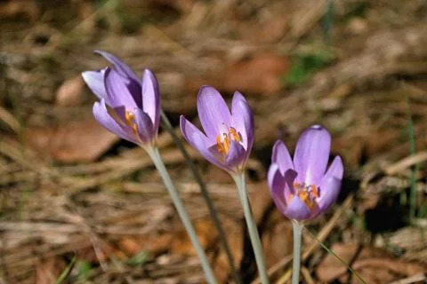 Group of blooming crocus in forest Stock Photos