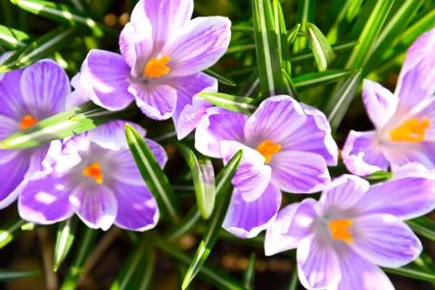 Group of blooming crocuses Stock Photos