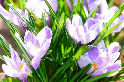 Group of blooming crocuses Stock Photos