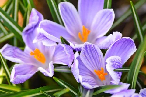 Group of blooming crocuses Stock Photos