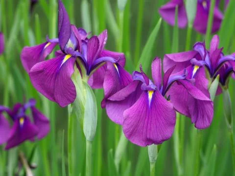 Group of Blooming Iris Foto stock