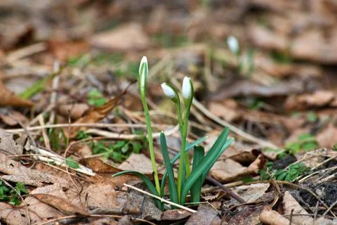 Group of blooming snowdrops at the beginning of spring Stock Photos