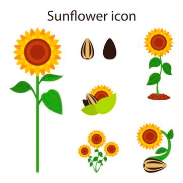 Group of blooming sunflowers of different sizes, sunflower seeds, vector flat Stock Illustration