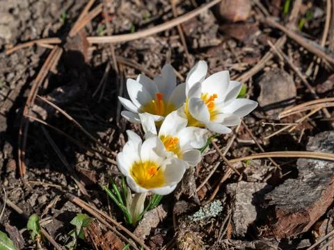 Group of blooming white crocus in spring Stock Photos