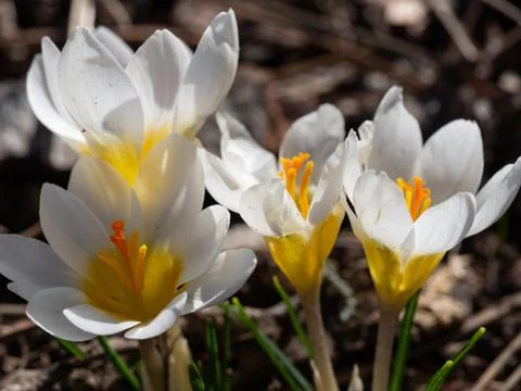Group of blooming white crocus in spring Stock Photos