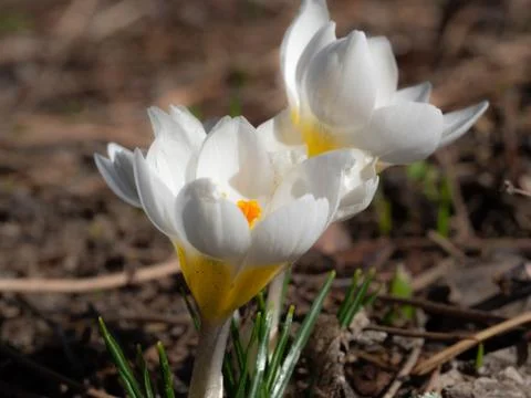 Group of blooming white crocus in spring Stock-Fotos