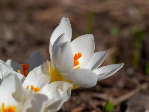 Group of blooming white crocus in spring Stock Photos
