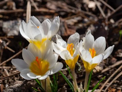 Group of blooming white crocus in spring Stock Photos