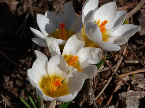 Group of blooming white crocus in spring Stock Photos