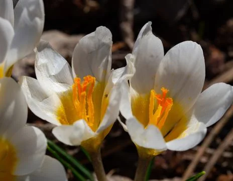 Group of blooming white crocus in spring Stock Photos