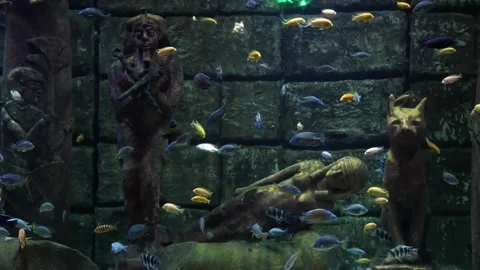 A Group Of Blue And Yellow Fish Swims In A Large Aquarium With Artificial Decor Stock Footage 218579492