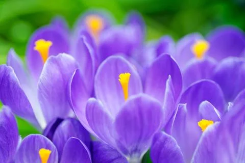 Group of blue crocuses Stock Photos