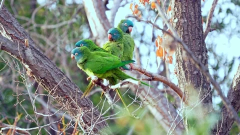 A group of Blue-crowned Parakeet ( Thectocercus acuticaudatus) perching on 스톡 동영상 201191677