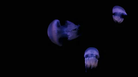 Group of blue jellyfish 動画素材 229852215