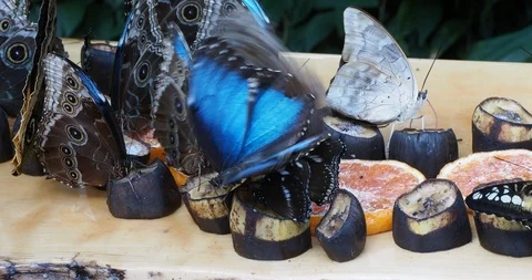 Group of Blue Morpho butterflies Stock Footage 126347062