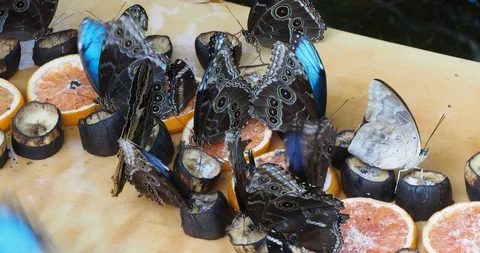 Group of Blue Morpho butterflies Stock Footage 126347337