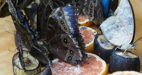 Group of Blue Morpho butterflies Stock Footage 126347384