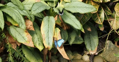 Group of Blue Morpho butterflies Stock Footage 126347637