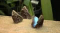 group of Blue Morpho Butterfly Morpho peleides one opens wings in slow motion HD動画