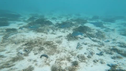 Group of blue parrotfish feeding at the shallow lagoon sandy bottom seabed with  Stock Footage 252177990