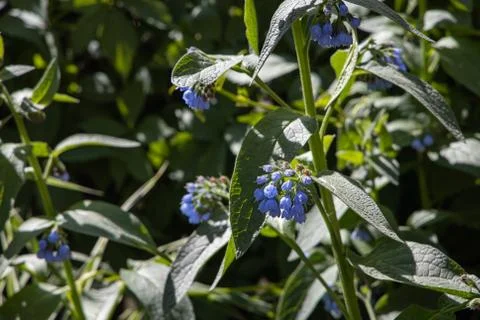 Group of blue rough or prickly comfrey flowers grows on a green background of 스톡 사진