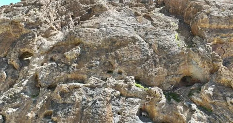 A group of blue sheep roaming on the rugged mountain slopes Stock Footage 274178595