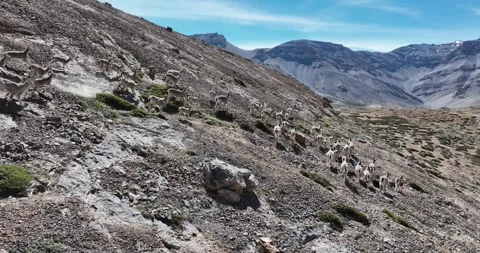 A group of blue sheep roaming on the rugged mountain slopes Stock Footage 274178650