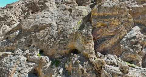 A group of blue sheep roaming on the rugged mountain slopes Stock Footage 274178726