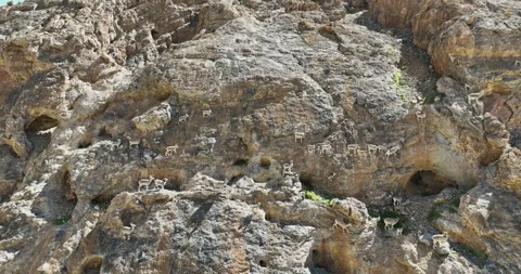 A group of blue sheep roaming on the rugged mountain slopes Stock Footage 274178760