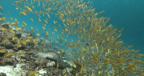 Group of blue striped snapper fish swimming in the turquoise water. Stock-Footage 262310026