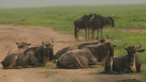 Group of blue wildebeest, also called a brindled gnu, some lay some stand, horns Stock Footage 204133784