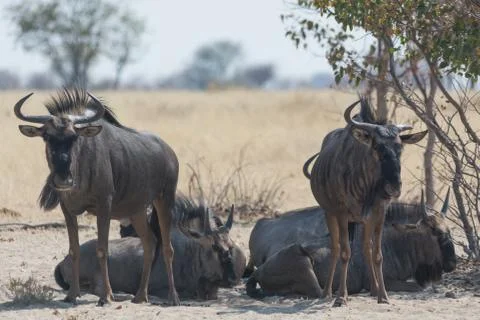 Group of blue wildebeest. Stock Photos