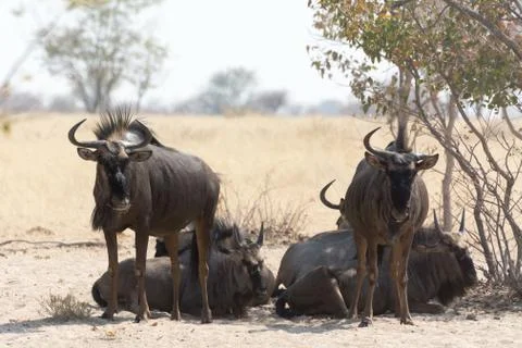 Group of Blue Wildebeests seeking shadow Stock Photos