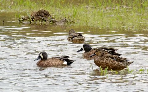 Group of Blue-winged teal ducks in swamp Fotos de archivo