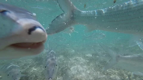 Group of bonefish arriving to feed on a meadow of seagrass Stock Footage 279211871