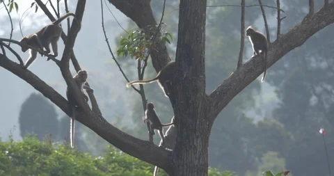 A group of Bonnet Macaque climb a tree in a frenzy Video stock 120054262