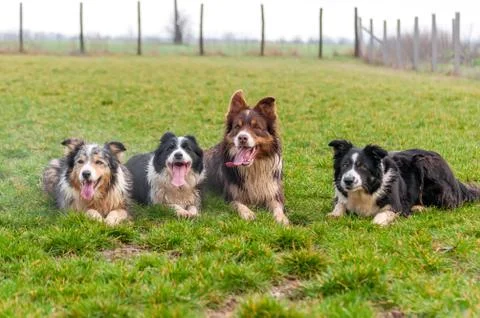 A group of border collie lying on the field Stock Photos