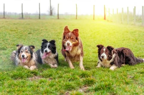 A group of border collie lying on the field Stock Photos