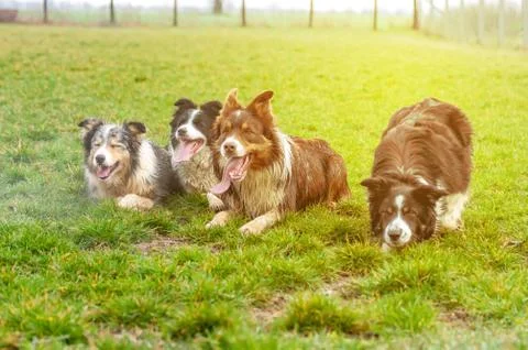 A group of border collie lying on the field Stock Photos
