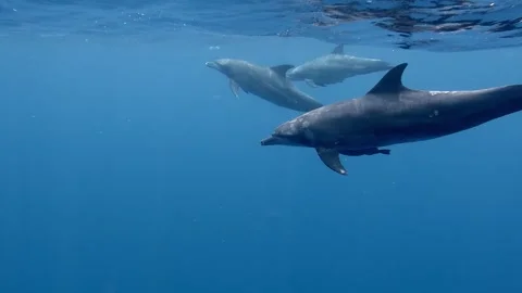 Group Of Bottlenose Dolphin Swimming Together In The Clear Blue Ocean. - Stock Footage 314363182