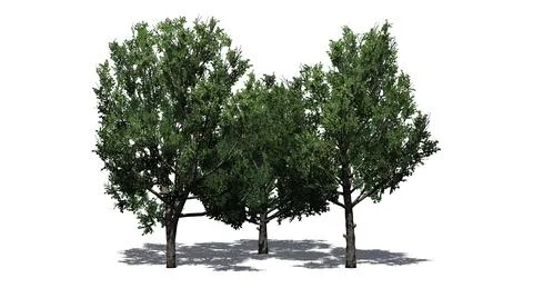 A group of Bradford Pear Trees with shadow on the floor Illustrazione stock