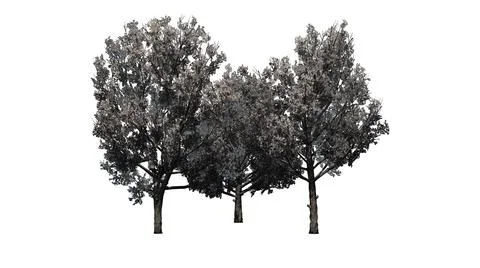 A group of Bradford Pear Trees in the spring - isolated on white background Stock Illustration