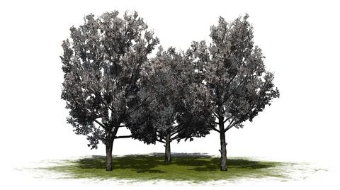 A group of Bradford Pear Trees in the spring on a green area Illustration
