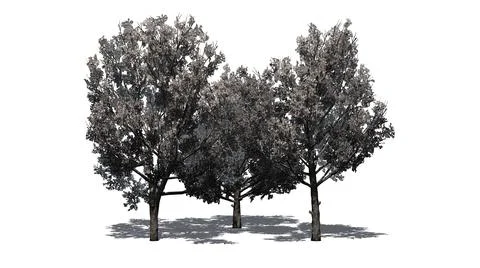 A group of Bradford Pear Trees in the spring with shadow on the floor Stock Illustration