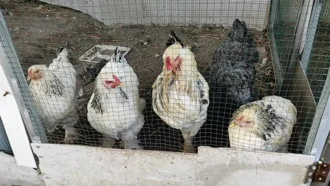 Group of brahma chicken inside the cage Stock Footage 259466179